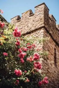 Pink roses climbing the historic stone walls and battlements of Rowton Castle beneath a clear blue sky.