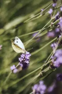 Delicate white butterfly resting on purple lavender flowers in a sunlit garden setting.