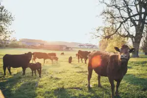 Cows grazing in a sunlit countryside field at sunset near Rowton Castle, showcasing the peaceful rural surroundings of the wedding venue.