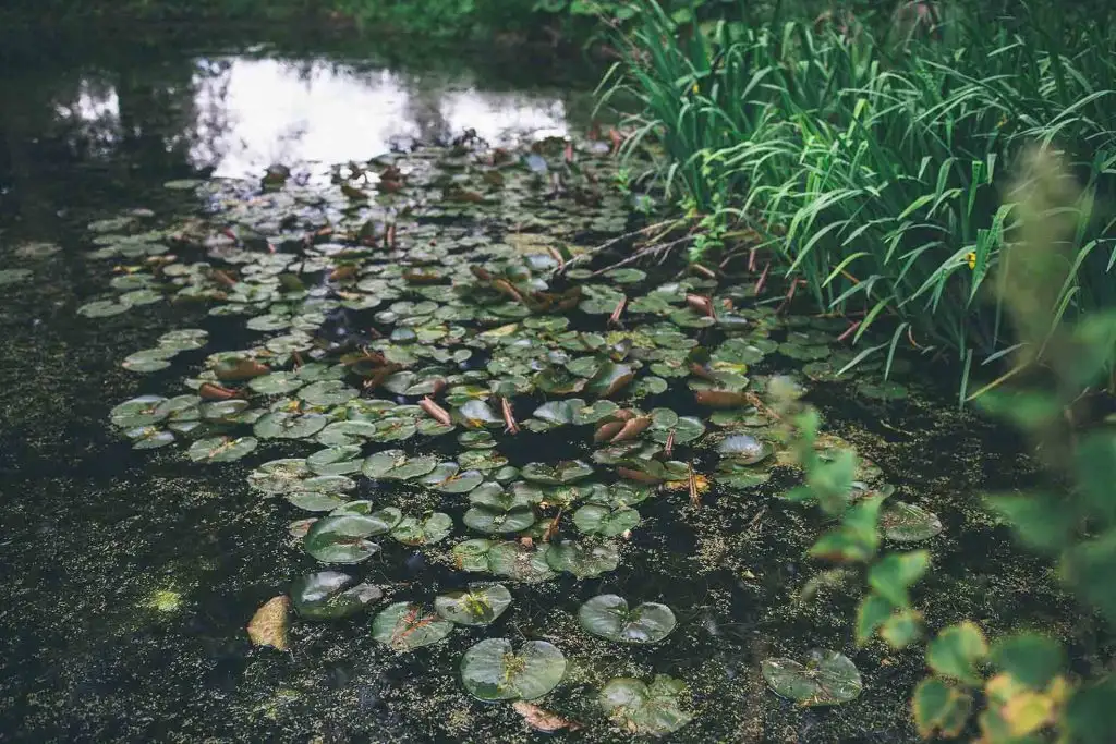Cluster of green lily pads floating on the surface of the lake in the gardens at Rowton Castle, with reeds and surrounding greenery along the water’s edge.