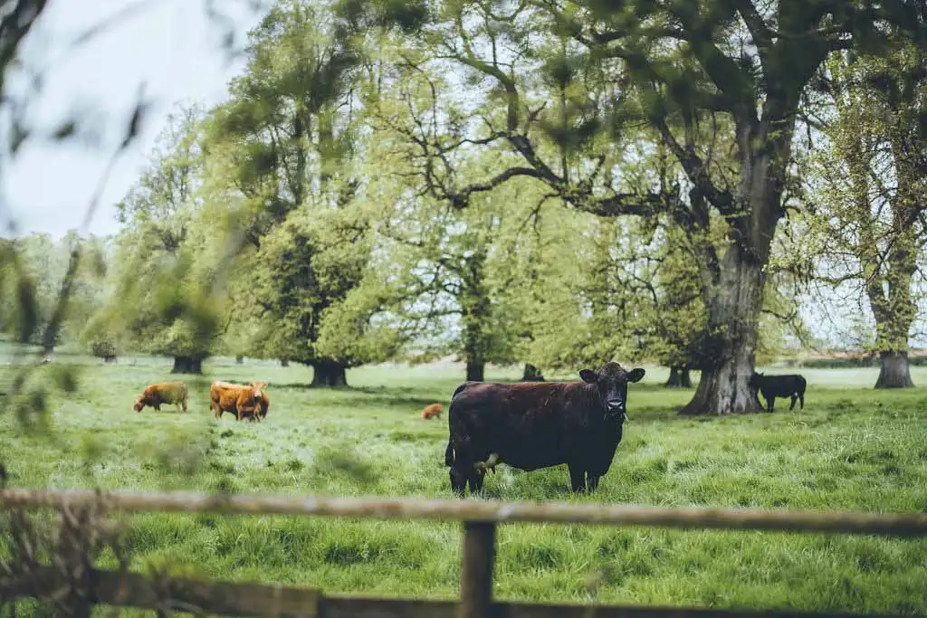 Cows grazing in a green countryside field surrounded by mature trees near the grounds of Rowton Castle, creating a peaceful rural landscape.