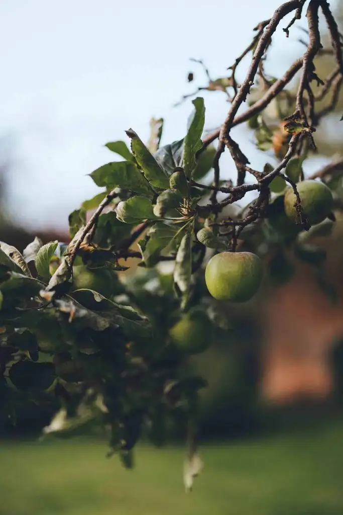 Close-up of green apples hanging from a leafy tree branch in the gardens at Rowton Castle with soft natural light and blurred greenery in the background.
